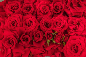 Background of red rose buds.