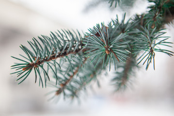 Christmas tree closeup. New year 2019