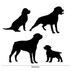 Rottweiler breed dog. Vector silhouette of the dog