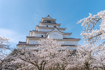 Tsuruga-jo castle with full blooming cherry blossom at Aizu-wakamatsu, Japan.