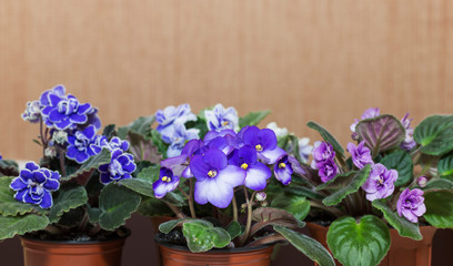 beautiful tender blooming colorful violets with curly petals in a pot