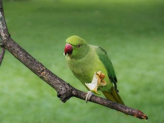 Green parakeet eating an apple