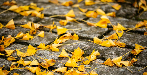 Obraz premium Background of The ginkgo leaves fall down on a mortar ground at the park. In the Fall or autumn season.