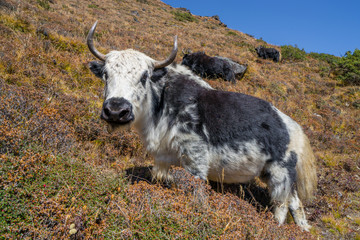 Obraz premium Yak or nak pasture on grass hills in Himalayas