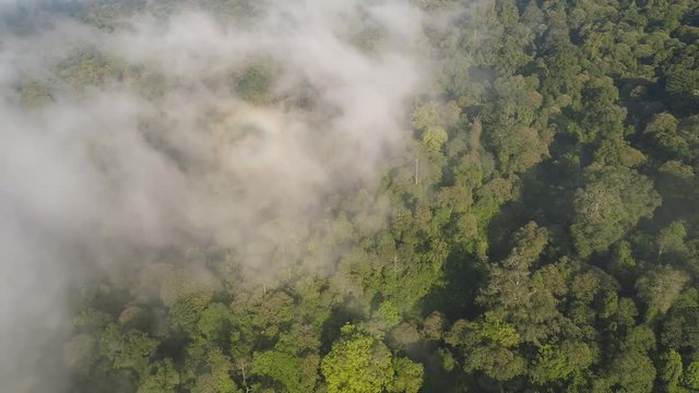 aerial view tropical forest covered clouds with lush vegetation and mountains, java island. tropical landscape, rainforest in mountainous area Indonesia. green, lush vegetation. aerial footage