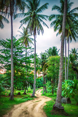 Obraz premium Dirt road in tropical island with beautiful exotic palm trees