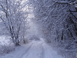 Piękny ośnieżony las