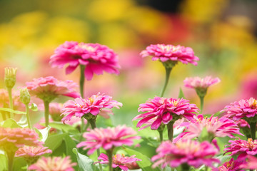colorful flowers decorations in garden