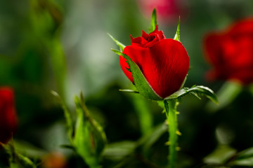 red rose in the garden