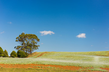 Fototapeta premium Australia Tasmania