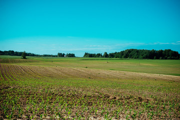 Latvian national belt