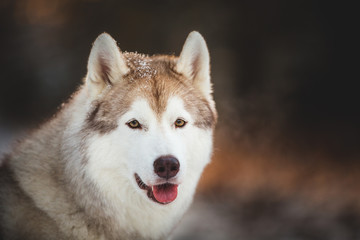 Close-up portrait of cute and happy siberian Husky dog sitting on the snow in the fairy winter forest at sunset