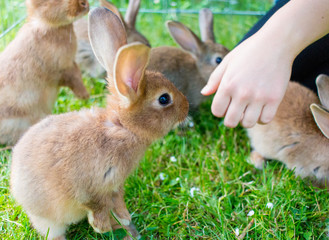 sweet bunny