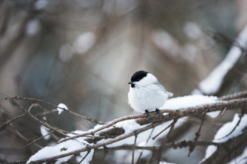 Close-up Image of beautiful marsh tit bird sitting on the branch in the winter forest