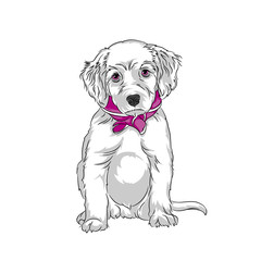 Fototapeta premium Vector white puppy labrador sitting