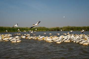 Pélican blanc,.Pelecanus onocrotalus, Great White Pelican, Sénégal