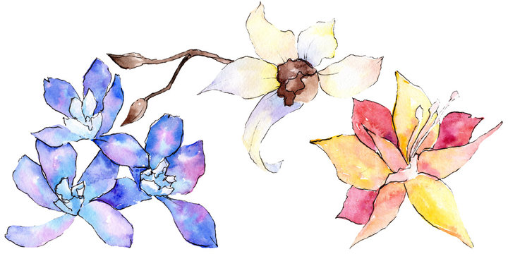 Purple, yellow and white orchid flower. Watercolor background illustration set. Hand drawn aquarelle flower isolated.