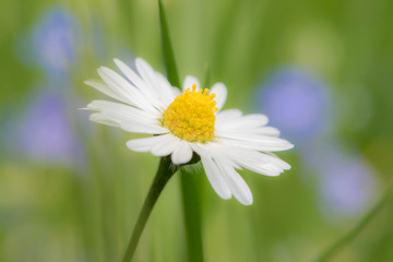 Daisy and Donald