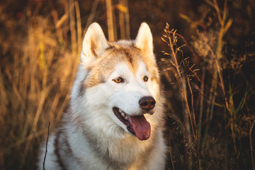Profile Portrait of gorgeous Beige and white dog breed Siberian Husky lying in fall on a bright forest background.