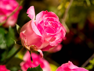 Rose flowers decorations in love valentine day