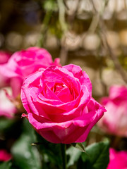 rose flowers decorations in love valentine day