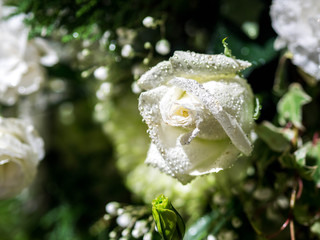 rose flowers decorations in love valentine day