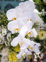 Orchids flower plant in garden