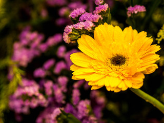 colorful flowers decorations in garden