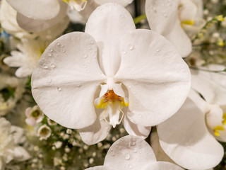 Orchids flower plant in garden