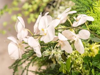 Orchids flower plant in garden