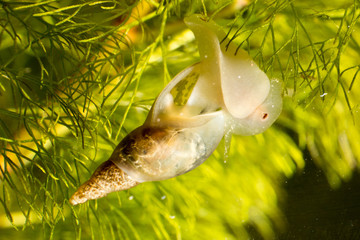 snail