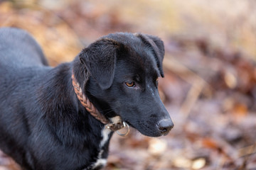 Close-up Black dog lying in the garden