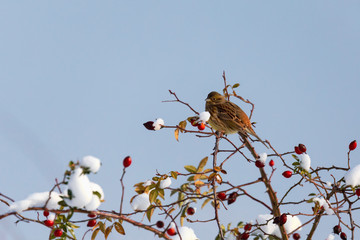 sparrow hidden among willow branches in winter day