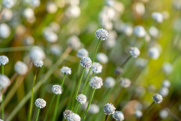 Eriocaulon , Melampodium leucanthum