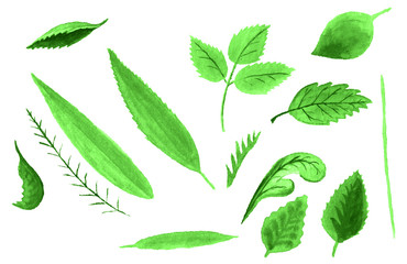 Set of watercolor leaves 