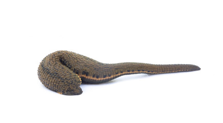 Leech isolated on white background.