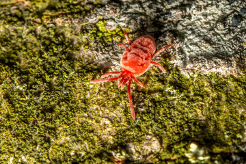 itsy bitsy spider