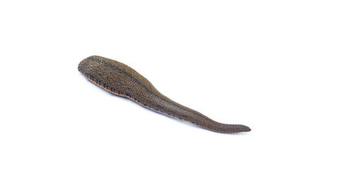 Leech isolated on white background.