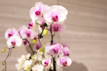 Delicate White and Pink Orchids on Display