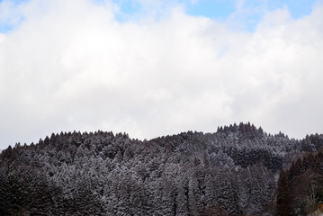 Scenic snowy pine forest on bright, cloudy morning. Kyushu, Japan. Travel and nature.