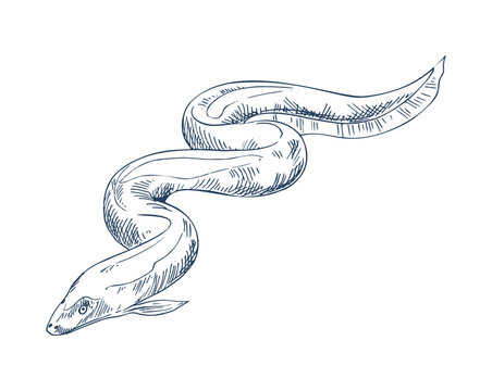 Eel fish seafood vector monochrome illustration