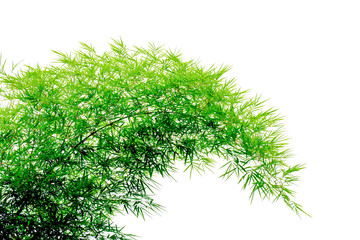 Fototapeta premium green bamboo leaves isolated on white background.