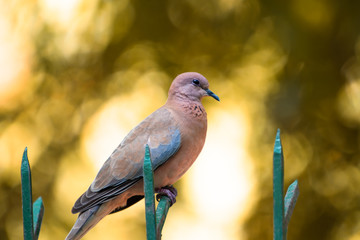 The laughing dove bird