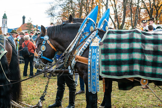 Leonhardi decorated big cold blooded horses Bad Toelz Germany