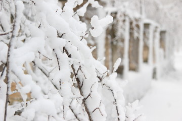 snow covered tree