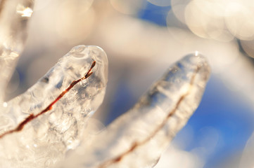 Winter icicles. Ice covered willow branches.