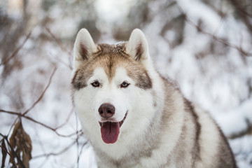 Close-up portrait of happy dog breed siberian husky sitting on the snow in the winter forest on snowy trees background
