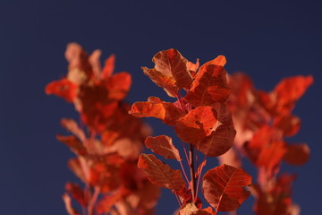yellow Autumn flowers