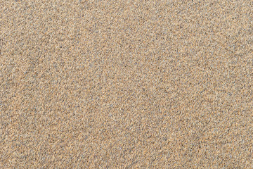 Paddy rice texture background.