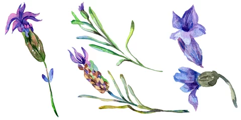 Zelfklevend Fotobehang Aquarel natuur set Purple lavender. Floral botanical flower. Wild spring leaf wildflower isolated. Watercolor background illustration set.